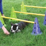 Kit cavalletti fitpaws - immagine 3