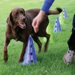 Kit cavalletti fitpaws - immagine 4