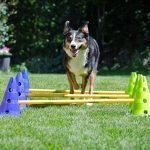 Kit cavalletti fitpaws - immagine 5