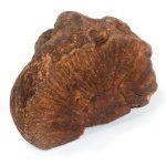 Radice di erica - immagine 2