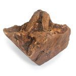 Radice di erica - immagine 3