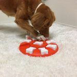 Dog smart - immagine 2