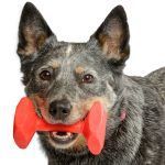 Training dumbbell riporto in plastica - immagine 3