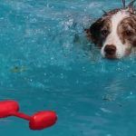 Training dumbbell riporto in plastica - immagine 4