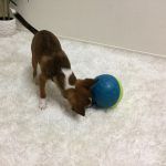 Treat tumble small - immagine 3