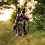 Tug Bungee Lungo in Pelo Sintetico - immagine 2