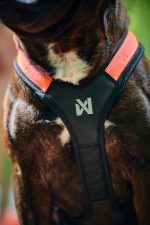 Rush Harness Non Stop Dogwear - immagine 3