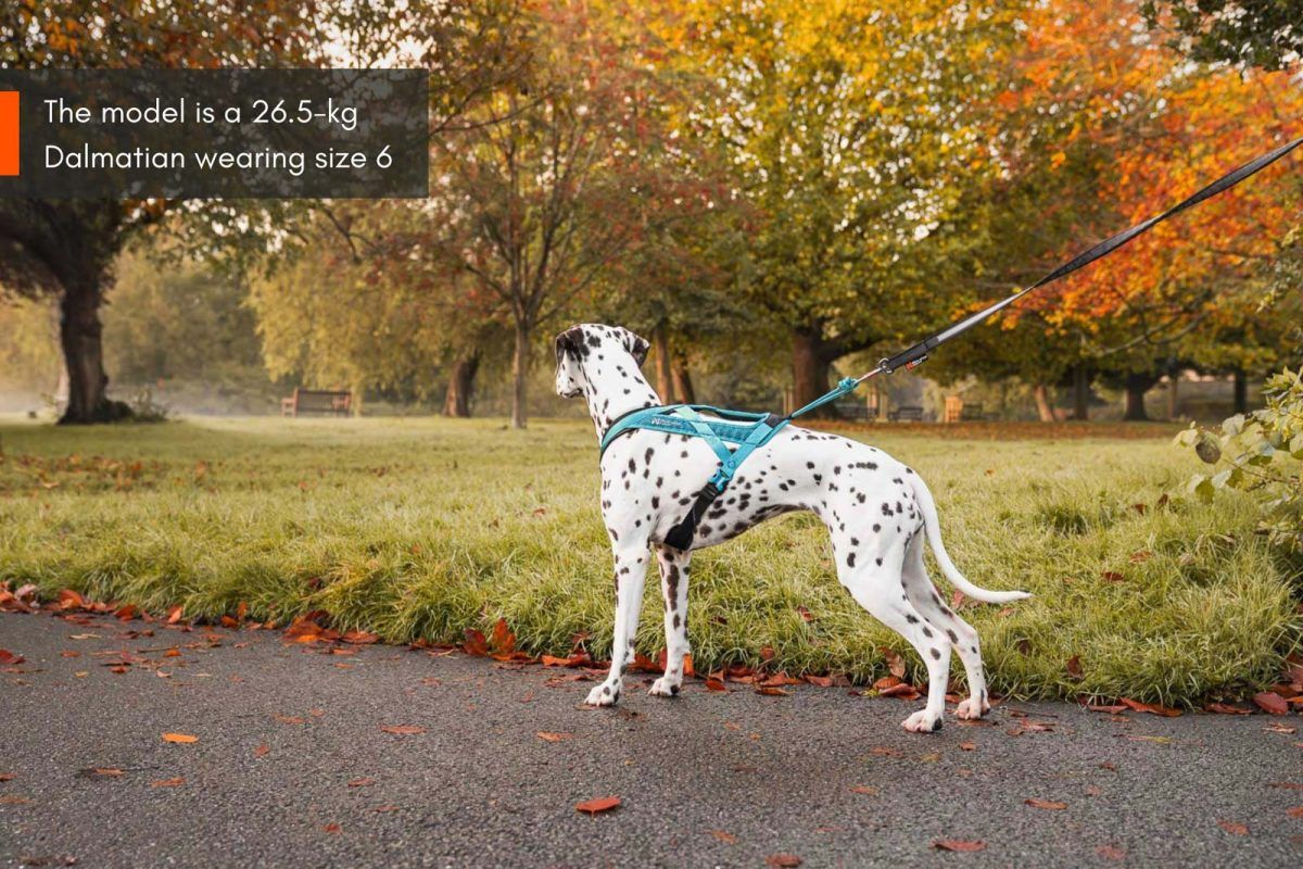 Rush Harness Non Stop Dogwear - immagine 7