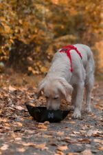 Trekking Bowl Non Stop Dogwear - immagine 4